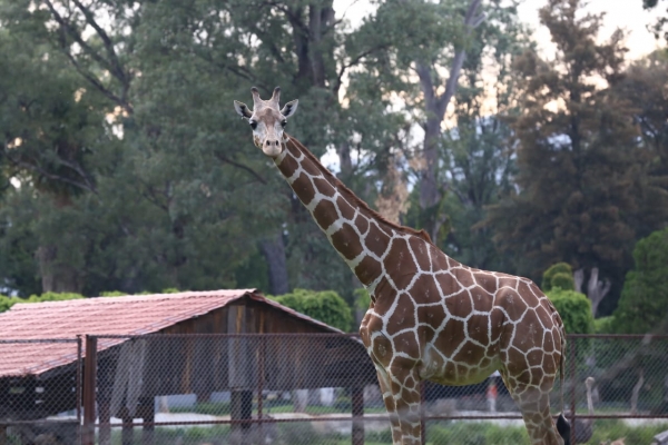 Zoológico de Morelia, listo para reabrir sus puertas este 18 de julio